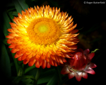 Xerochrysum bracteatum