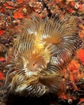 Bispira volutacornis