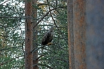 White-tailed Eagle