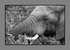 Elephant.KJS_2504 BW