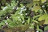 Wild Garlic