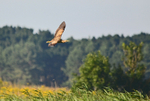 Bittern