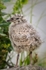 Gull Chick 105-5102