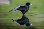 Park Life - Coot stretching
