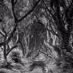 The Dark Hedges