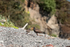 Oystercatcher and Young