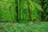 Beech Wood Bluebells No.2