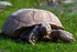 Tortoise - 7168