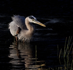 Great Blue Heron _0032