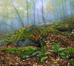Emerald Forest
