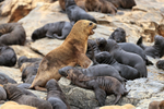 Sea Lion (female) overseeing pups, Chile
