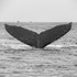 Juneau and Humpbacked Whales-162