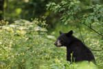Young Black Bear sitting, Minnesota, USA