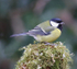 Great  Tit