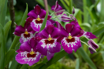Kew Gardens 2015 portfolio
