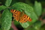 Comma