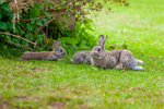 wild rabbit Oryctolagus cuniculus-123