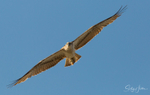 Osprey in Flight 6