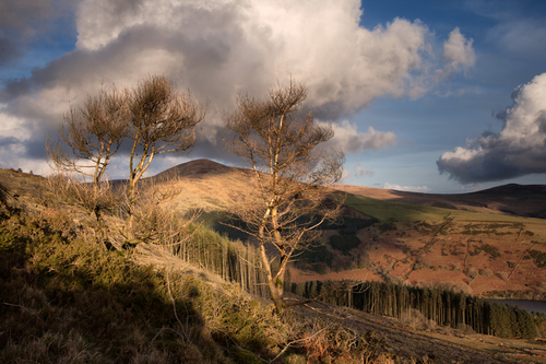 Winter sunlight catching the Scots Pines looking towards Carraghan.