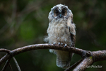 Baby Owlet - Long-eared Owl