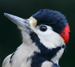 Great Spotted Woodpecker