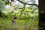 Nature portfolio