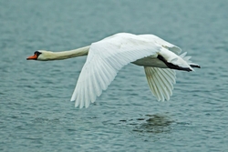 Swan Flying