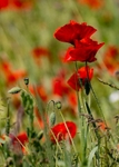 No.0004. Stapleford Poppies