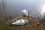 Swans on the Canal, DSC_3136