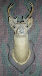 SCHNEIDER 1919 BEFORE