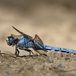 Southern Skimmer (Orthetrum brunneum) M