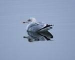 Common Gull portfolio
