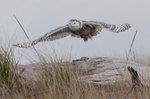 Snowy Owl in flight