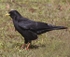 Alpine Chough