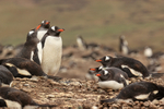 Gentoo Penguin colony, Saunders Island, Falklands