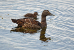 Eider
