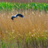 RSPB Minsmere 6May22-65