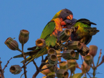 Lorikeet Love 7