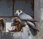 Peregrine Falcon - Falco peregrinus