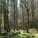 Burrator woods