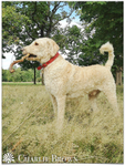 Hotel-dog-care-london
