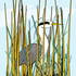Heron