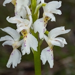 Hybrid Orchis - Orchis x colemanii ( Orchis mascula x O. pauciflora) This is a natural hybrid between  Early purple orchid (O. mascula) and few flowered orchid (O. pauciflora). 