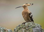 Hoopoe