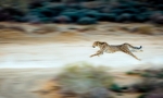 At Full Stretch (Cheetah)