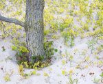 TREES WEEK #23