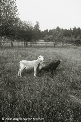 Farm Animals portfolio