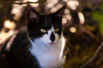 Cat domestic-0230
