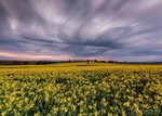 Rapeseed at Sunset