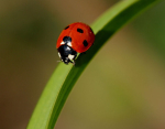 Lady Bird